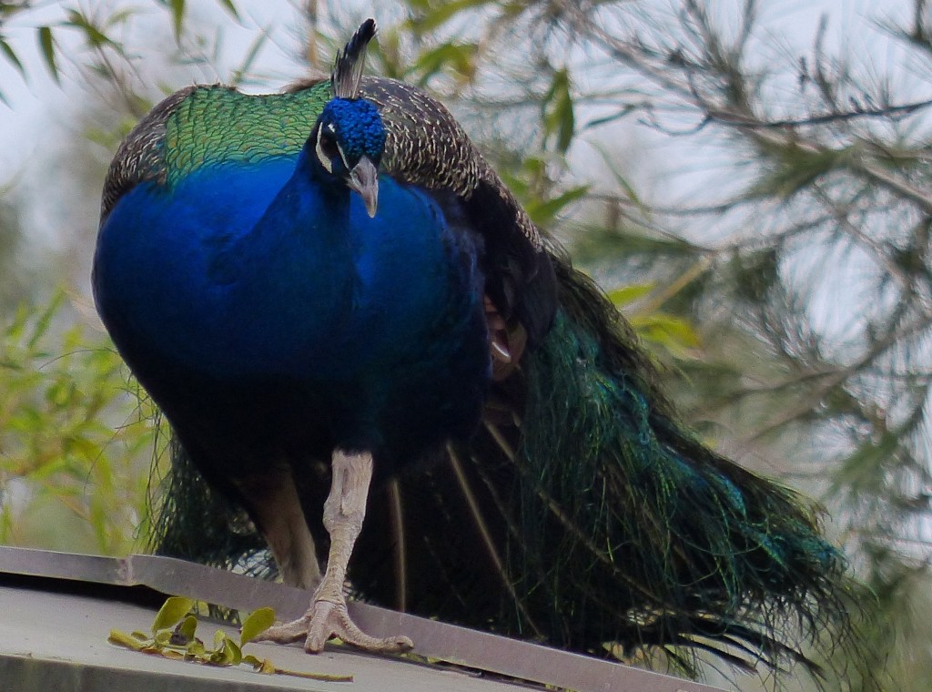 Peacock