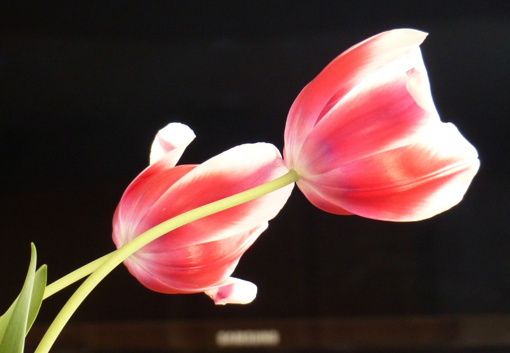 Tulip