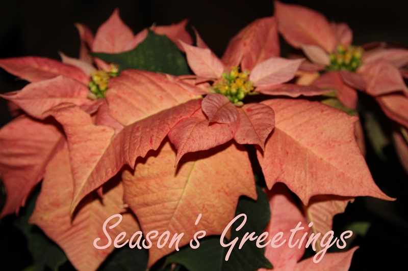 http://www.khoidiem.org/wp-content/uploads/2014/12/Season-s-Greetings-web3.jpg